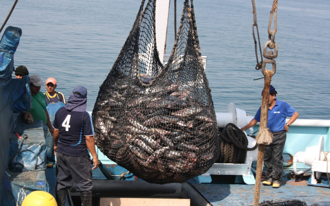 CAE EN 30.8% PESCA DE ATUN EN EL ECUADOR
