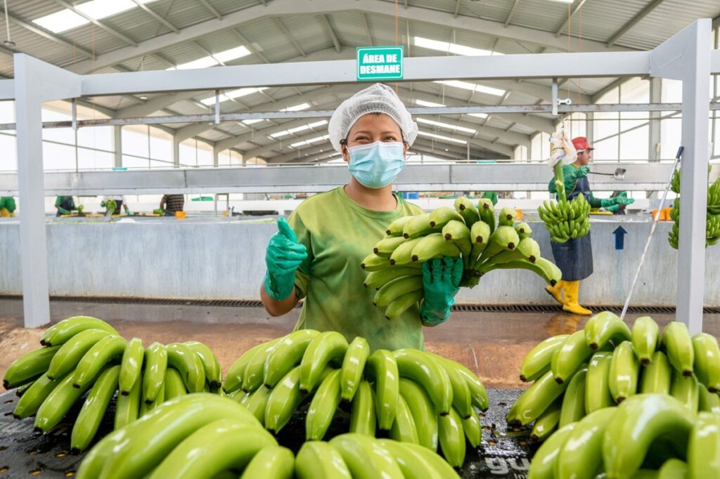 RUSIA ES EL PRINCIPAL COMPRADOR DE BANANO ECUATORIANO